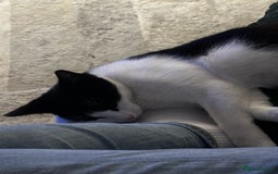 Domestic Shorthair cats for sale: Beautiful Domestic Cats-Mum,Dad&3 Adorable Kittens - Image 15