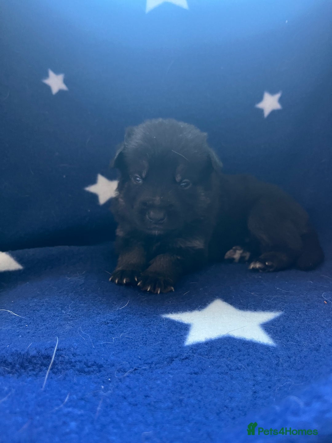 Mixed Breed dogs for sale: belgian malinois mix cross German shepherd  - Advert 7