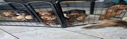 Cockapoo dogs for sale: Gorgeous cockapoos - Advert 4