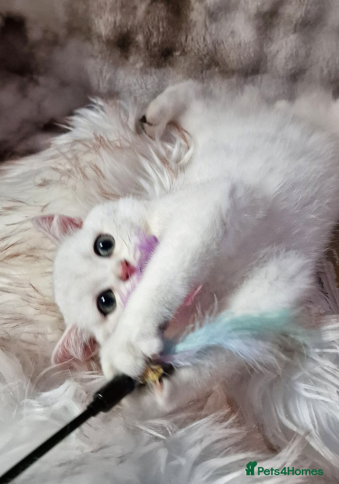 British Shorthair cats for sale: GOLDEN & SILVER BRITISH SHORTHAIR KITTENS TICA - Image 8