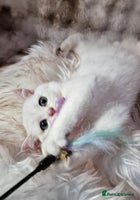 British Shorthair cats - Advert 2