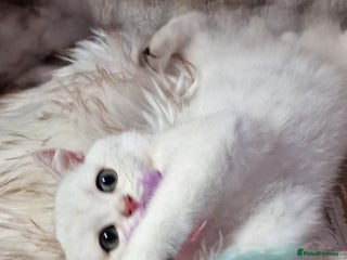 British Shorthair cats - Advert 6