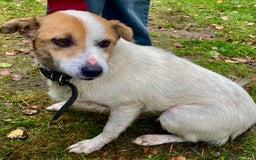 Jack Russell dogs for adoption: Jackie: The Little Dog Left to Freeze - Image 3