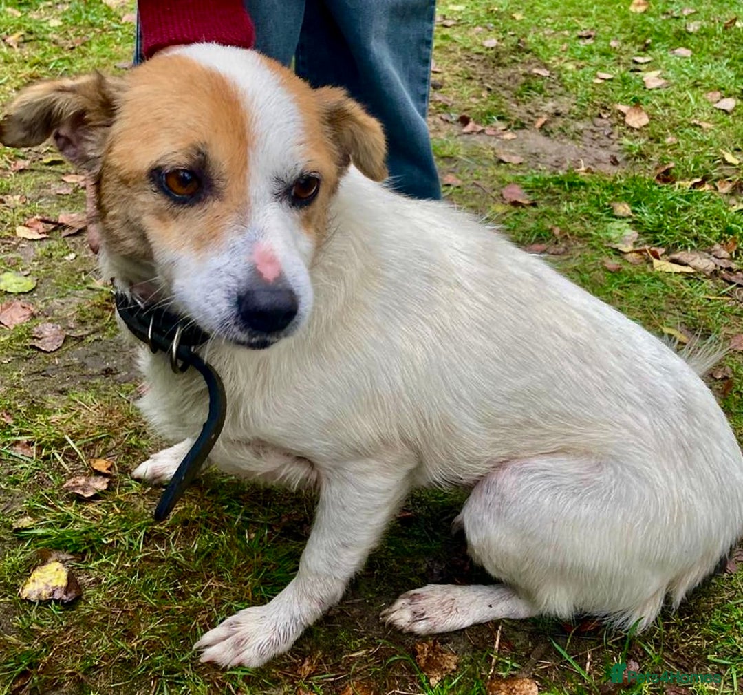 Jack Russell dogs for adoption: Jackie: The Little Dog Left to Freeze - Image 3