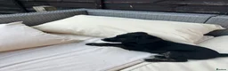 Jackapoo dogs for sale: All black jackapoos in Stevenage - Advert 6