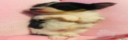Biewer Terrier dogs for sale: Cute Biewer Terrier puppies  in Luton - Advert 4