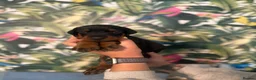 Dobermann dogs for sale: INTERNATIONAL CHAMPION EUROPEAN DOBERMANNS  - Advert 15