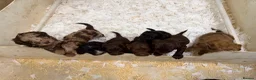 Sproodle dogs for sale: Beautiful Sproodles for sale F1 - Advert 6