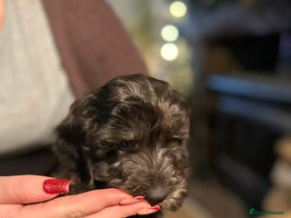 Cockapoo dogs Cockapoo’s for sale - Advert 7