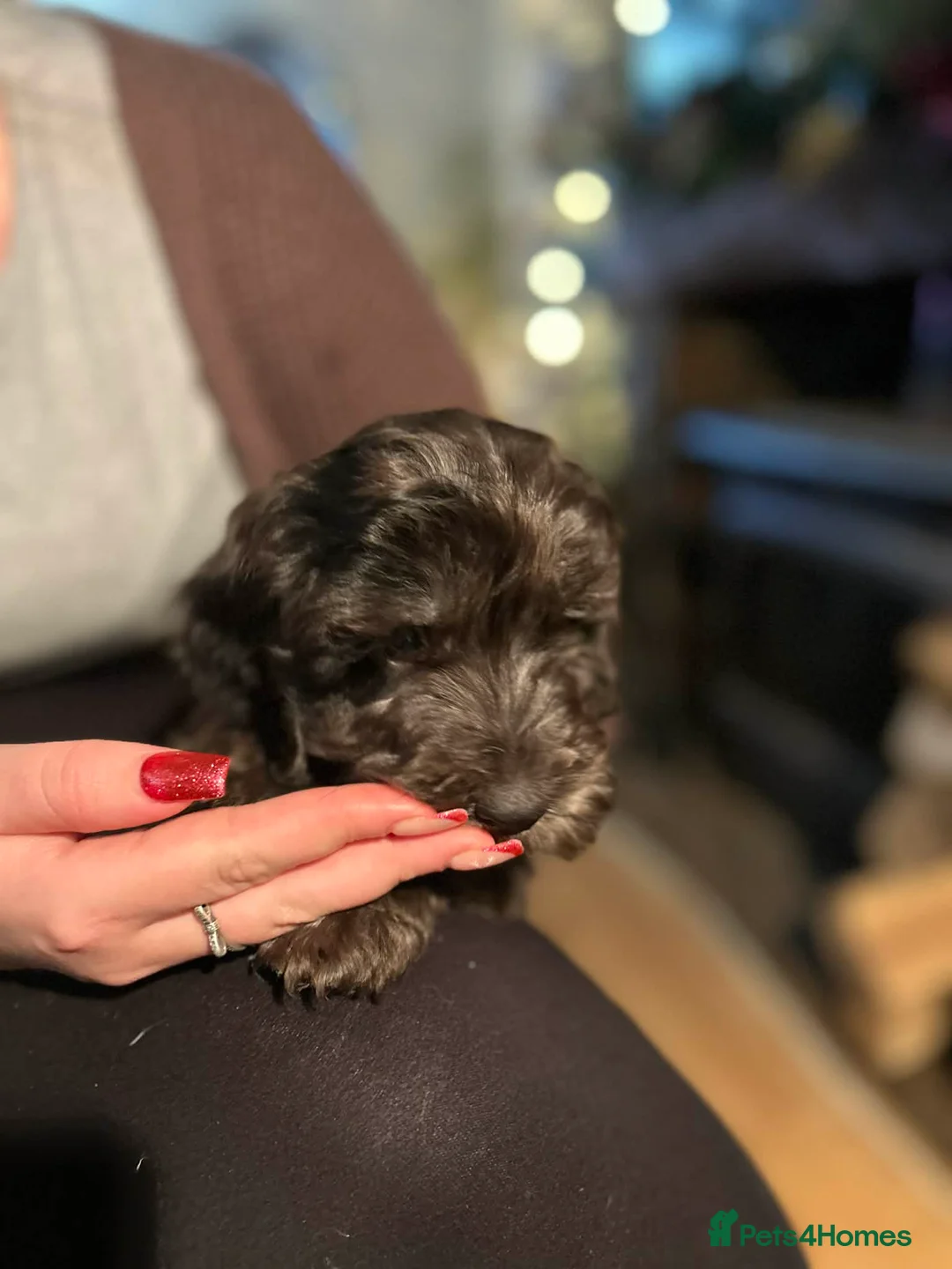 Cockapoo dogs for sale: Cockapoo’s for sale - Advert 1