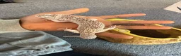 Leopard Gecko reptiles for sale: Leopard geckos for sale  - Advert 9
