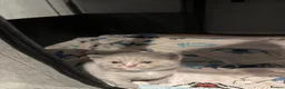 British Shorthair cats for sale: Charming British Shorthair Kittens - Advert 15