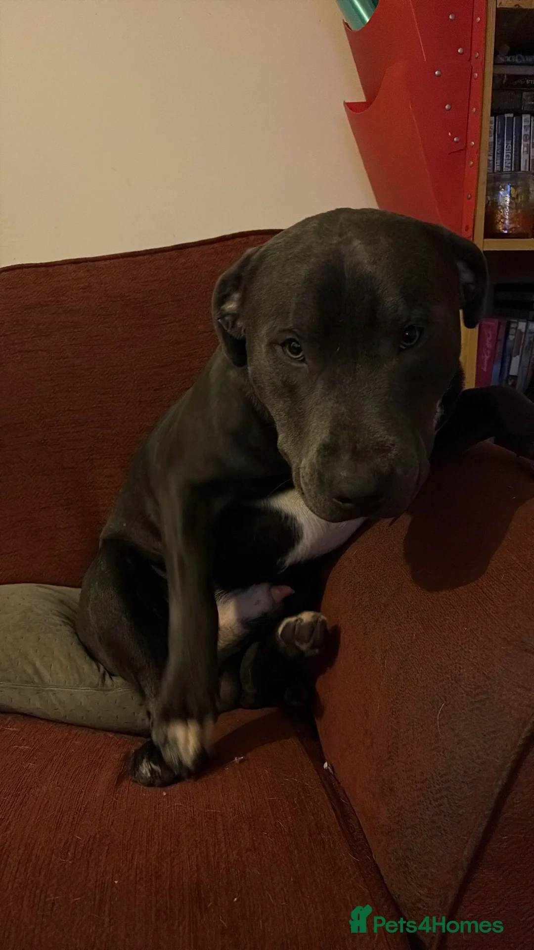 Staffordshire Bull Terrier dogs for stud: Handsome peewee - Advert 1