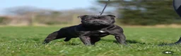 Staffordshire Bull Terrier dogs for sale: ⭐ Outstanding Staffordshire Bullterrier pups ⭐ in Wishaw - Advert 12
