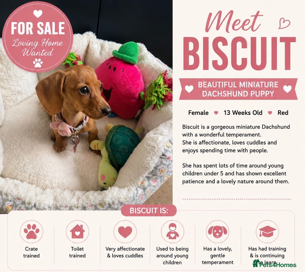 Miniature Dachshund dogs Forever Home wanted - Advert 18