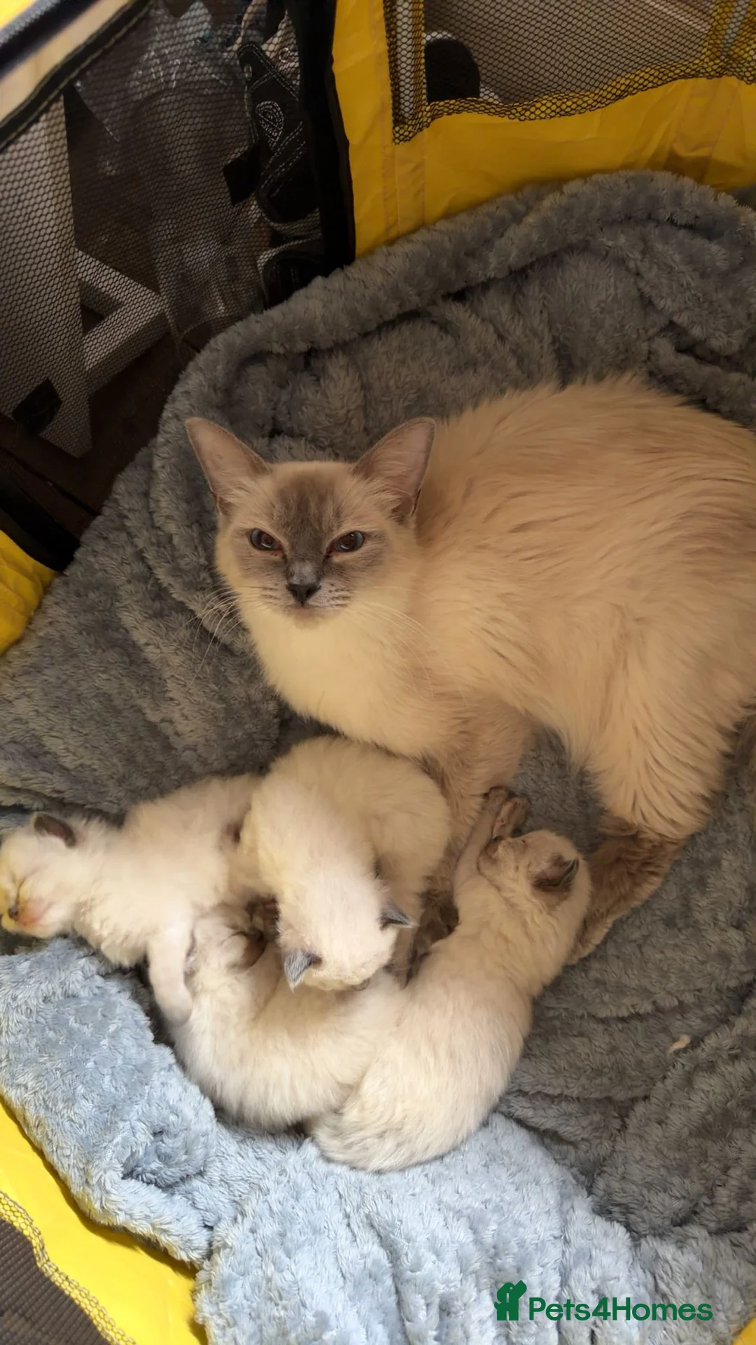 Ragdoll cats for sale: Beautiful Ragdoll kittens for sale in Port Talbot - Advert 1