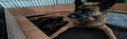 Belgian Shepherd Dog dogs for sale: Belgian Malinois Puppies – Family Raised in Ilkeston - Advert 9