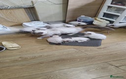 Ragdoll cats for sale: Cute Ragdoll Kittens for Sale - Image 10