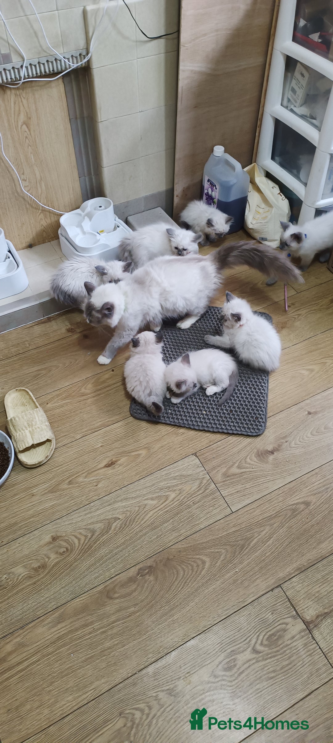 Ragdoll cats for sale: Cute Ragdoll Kittens for Sale - Image 10