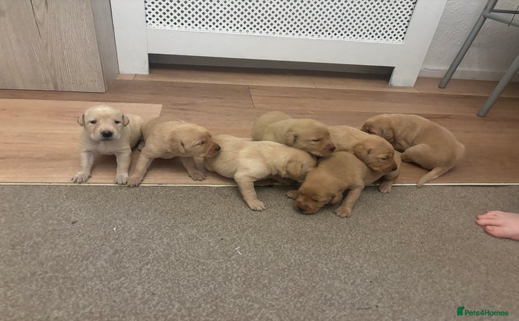 Labrador Retriever dogs - Advert 15