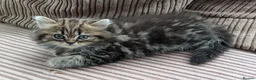 Mixed Breed cats for sale: Stunning BSH x Chinchilla Persian kittens Boy&Girl - Advert 9
