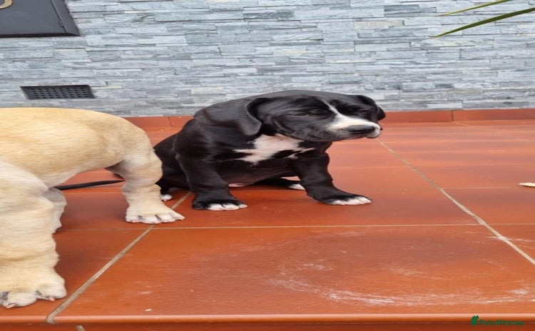 Mixed Breed dogs - Advert 16