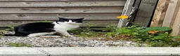 Turkish Angora cats for sale: Lucky  in Wishaw - Advert 1