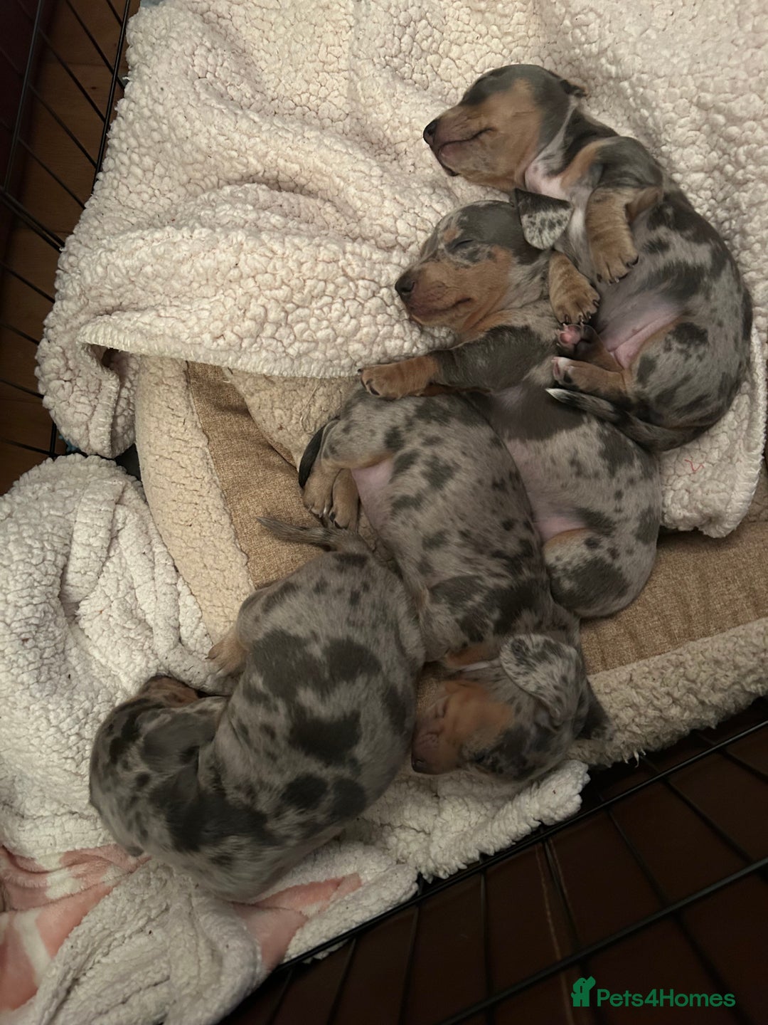 Miniature Dachshund dogs for sale: Mini dachshund puppies 6 weeks - Advert 5