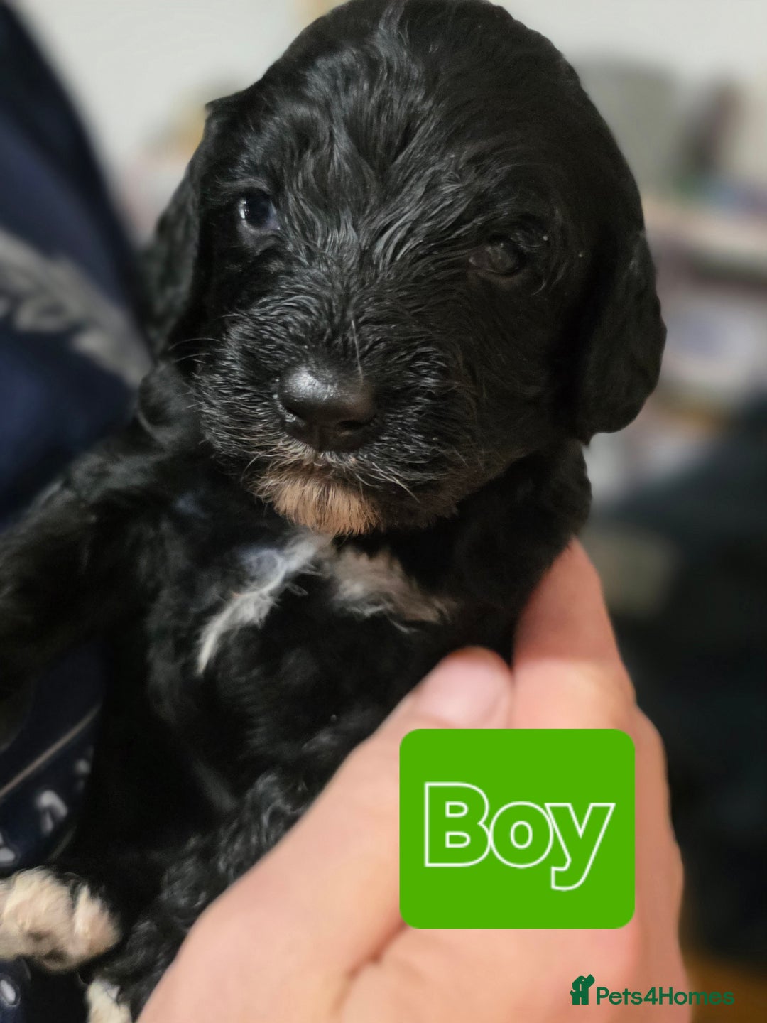 Mixed Breed dogs for sale: 2 PUPS LEFT OF mixed breed looking for new homes - Advert 11