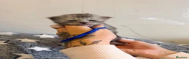 Maine Coon 3