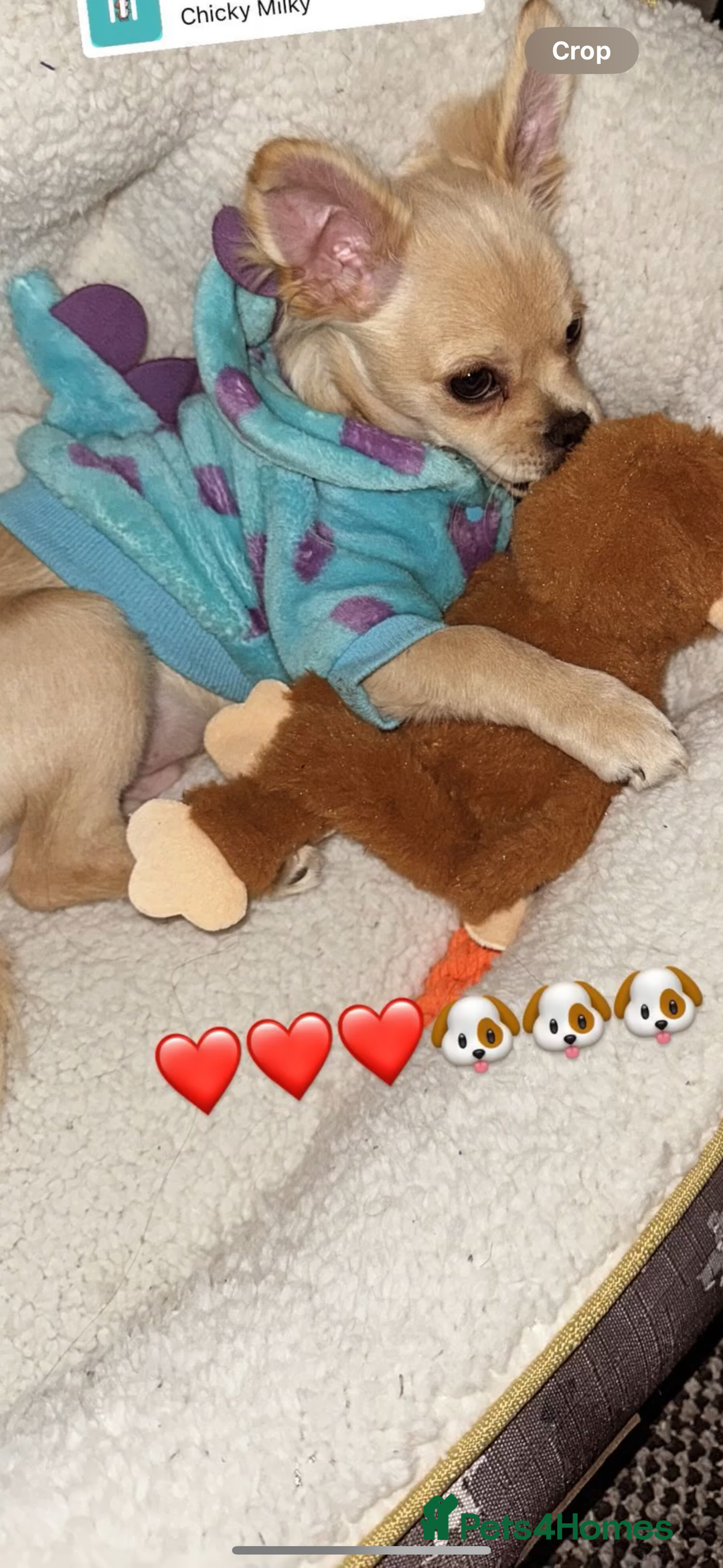 Chihuahua dogs for sale: Coco looking for home - Image 7