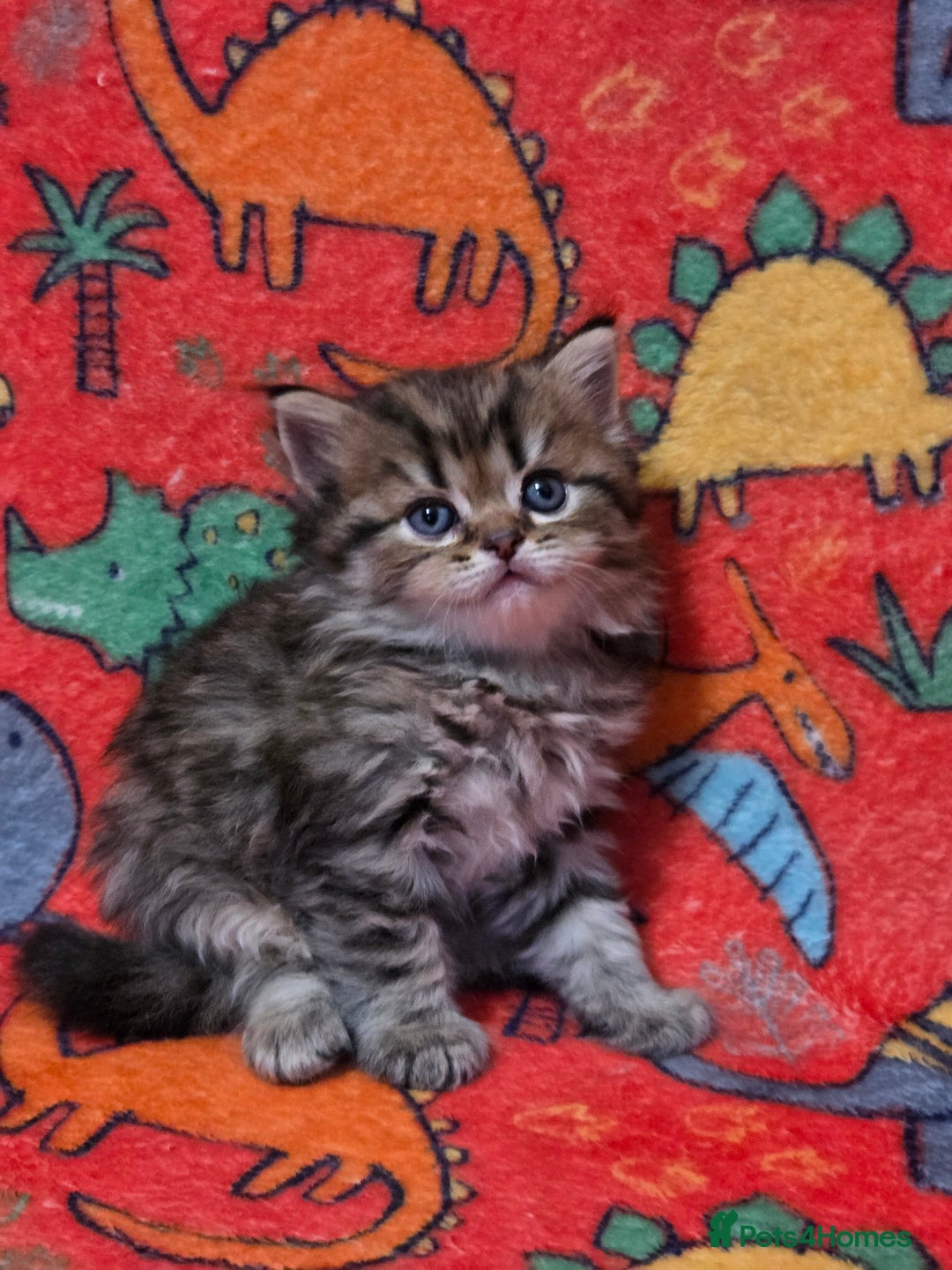 Scottish Fold cats for sale: Scottish Fold/Straight Kittens For Sale  - Image 20