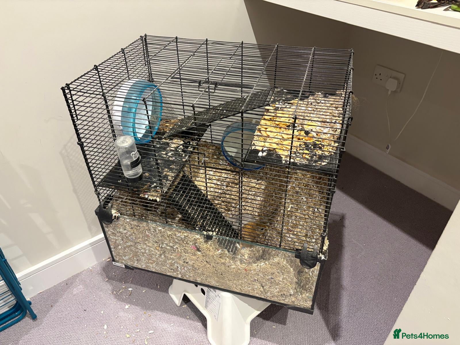 Gerbil rodents Bobby and Percy need a new Family - Advert 1