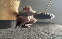 Sphynx cats for sale: Adorable Canadian sphinx - Image 8