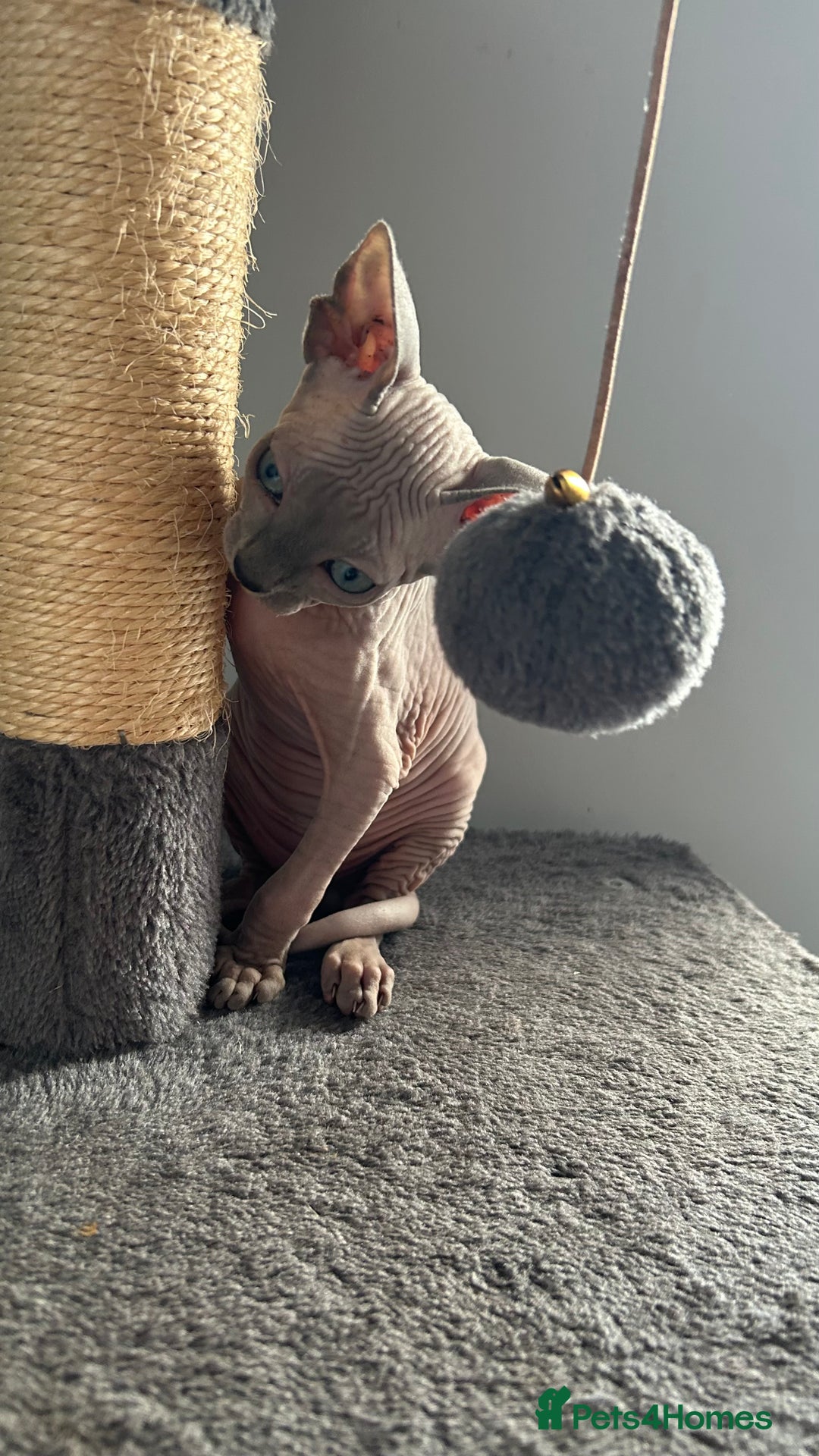 Sphynx cats for sale: Adorable Canadian sphinx - Image 8