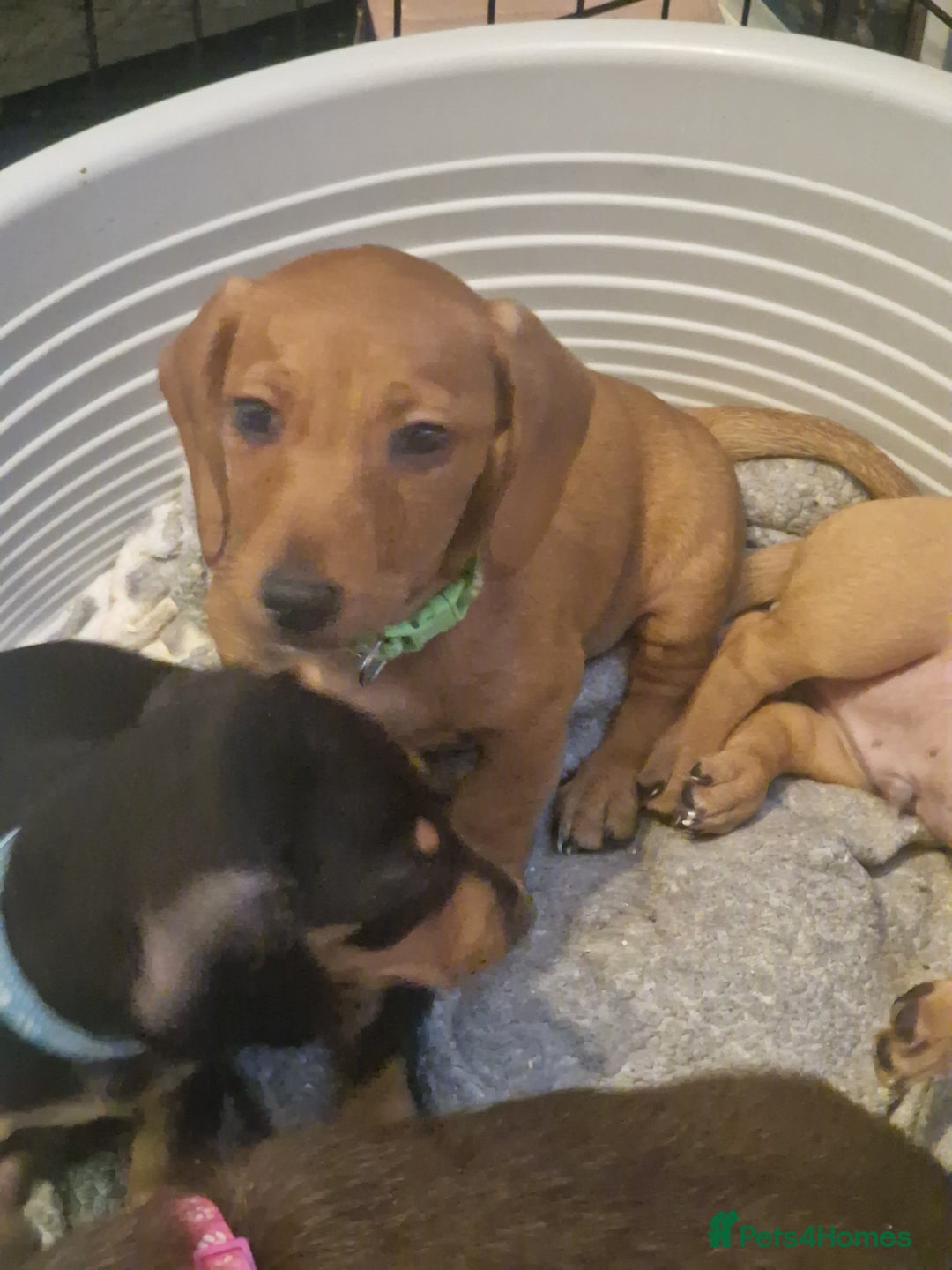 Dachshund dogs for sale: Adorable Dachshund Puppies for Sale (Ready Now) - Image 4