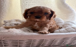 Cavalier King Charles Spaniel dogs for sale: ONE RUBY BOY LEFT Cavalier King Charles  - Image 6