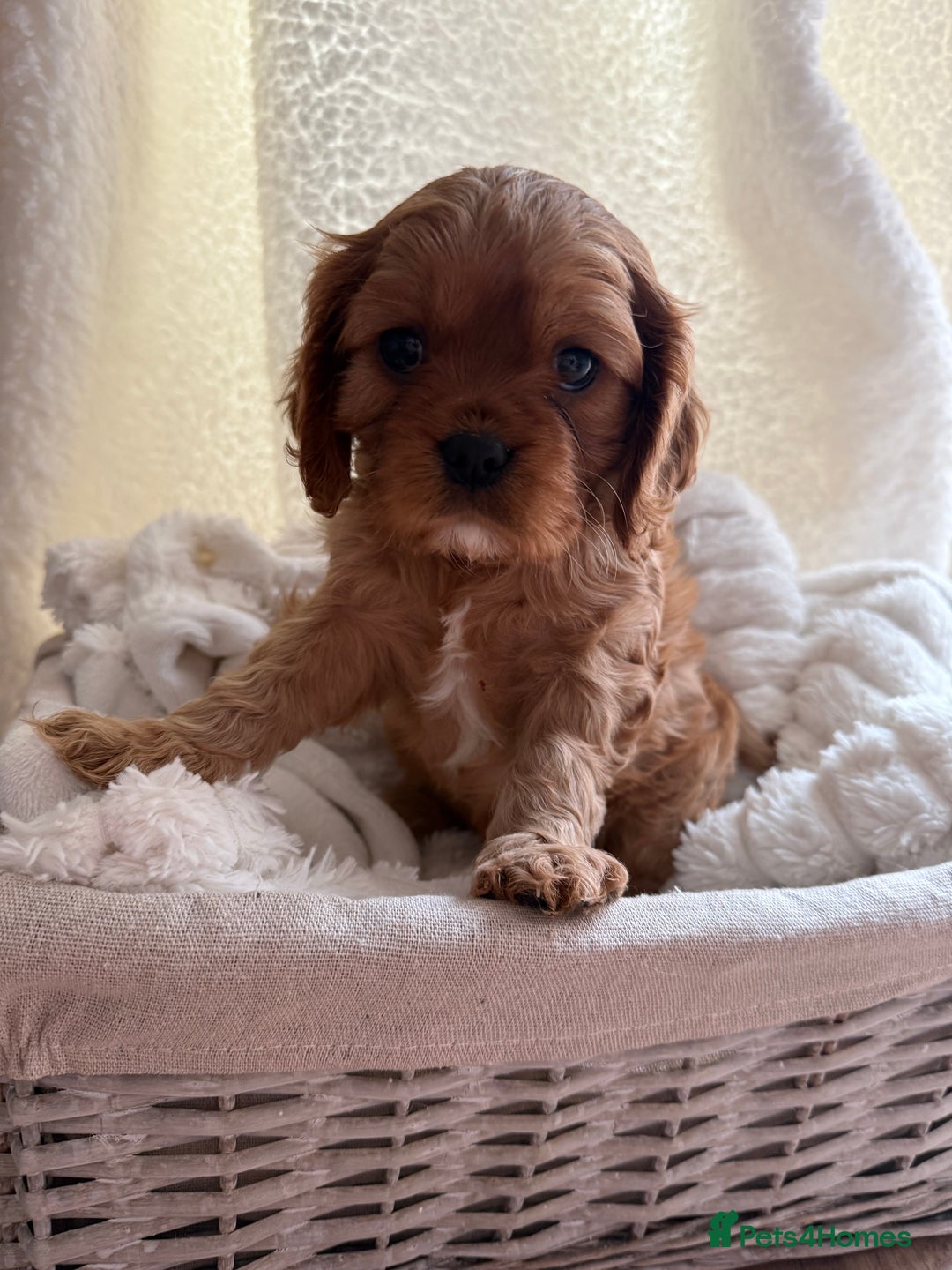 Cavalier King Charles Spaniel dogs for sale: ONE RUBY BOY LEFT Cavalier King Charles  - Image 6