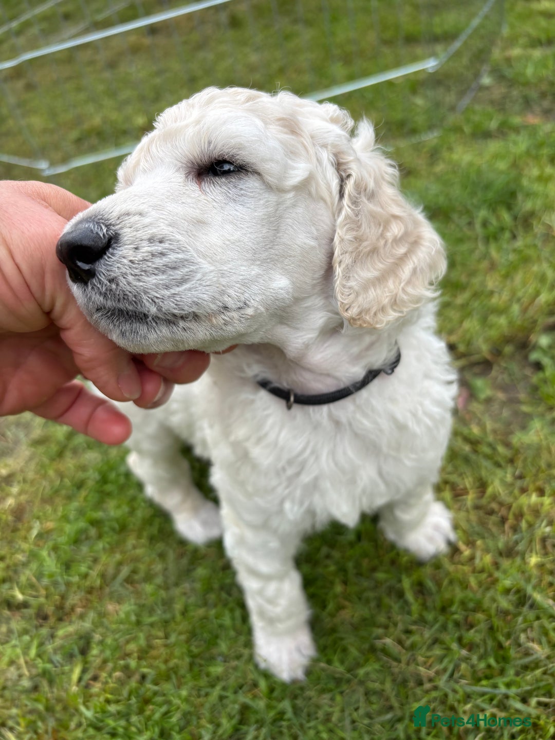 Standard Poodle dogs for sale: Standard poodle  - Image 27