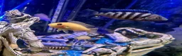 Cichlids fish for sale: Malawian Cichlids in Doncaster - Advert 4