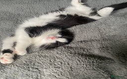 Mixed Breed cats for sale: 2 tabby kittens left ‼️ - Image 15