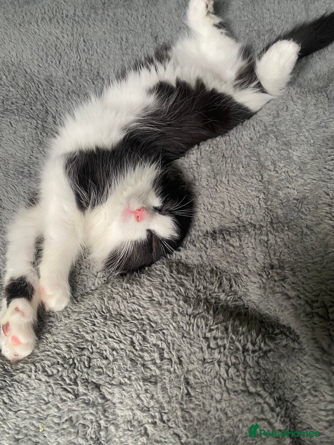 Mixed Breed cats for sale: 2 tabby kittens left ‼️ - Image 15