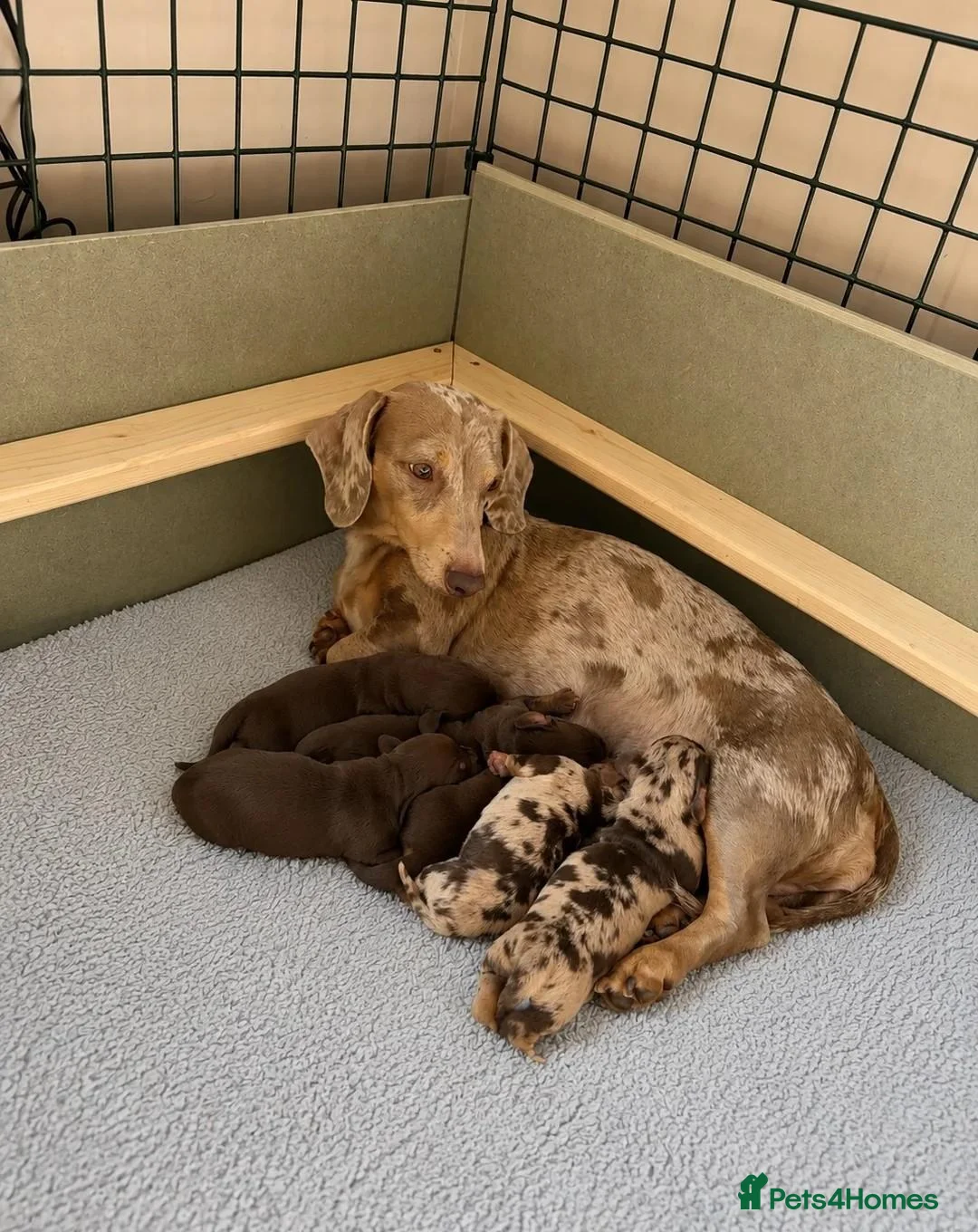 Miniature Dachshund dogs for sale: Adorable Miniature Dachshund Puppies for sale. - Advert 1