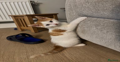 Domestic Shorthair cats - Advert 14