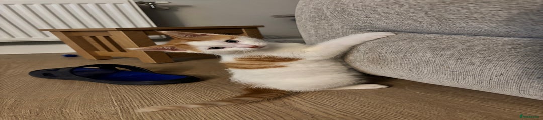 Domestic Shorthair Kitten 1