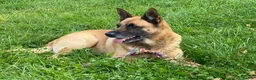 Belgian Shepherd Dog dogs for stud: Looking for a Girlfriend !! in Hereford - Advert 5