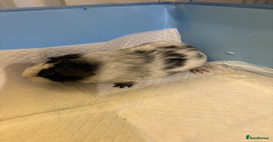 Guinea Pig rodents - Advert 7