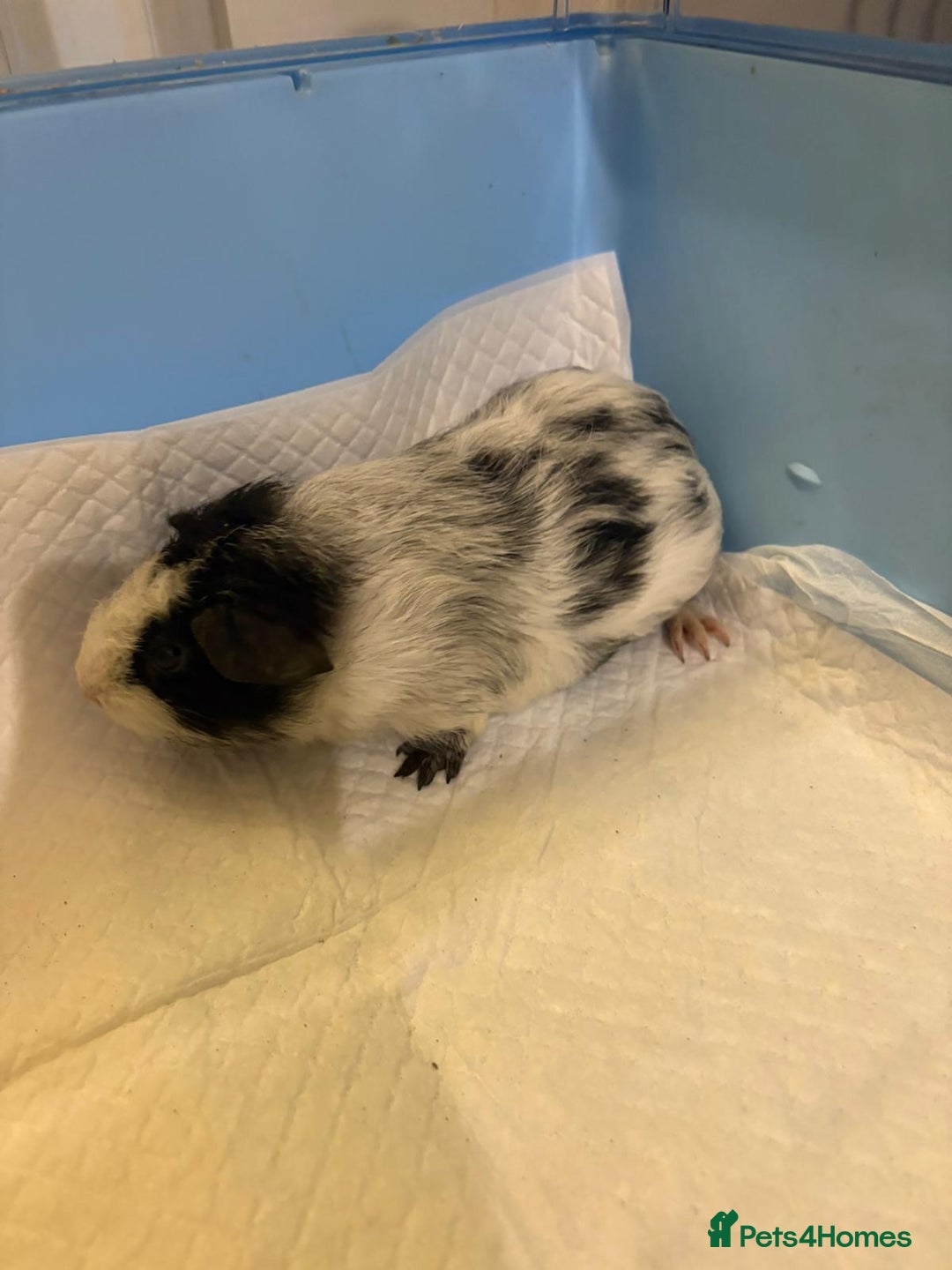 Guinea Pig rodents for sale: Skinny Pigs and Skinny Carriers - Image 3