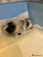 Guinea Pig rodents - Advert 2