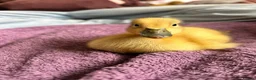 Ducks poultry for sale: Welsh Harlequin Hatching Duck Eggs - Pack of 6 - Advert 4